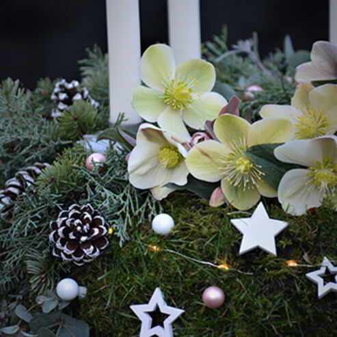 Snow Rose flowers in the advent wreath