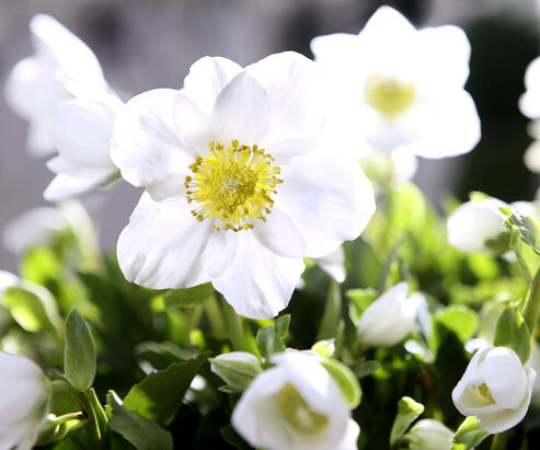 Christrose mit strahlend weißer, sternchenförmiger Blüte