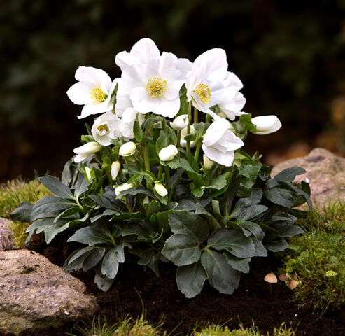 Christrose Joel frisch in den Garten gepflanzt im November