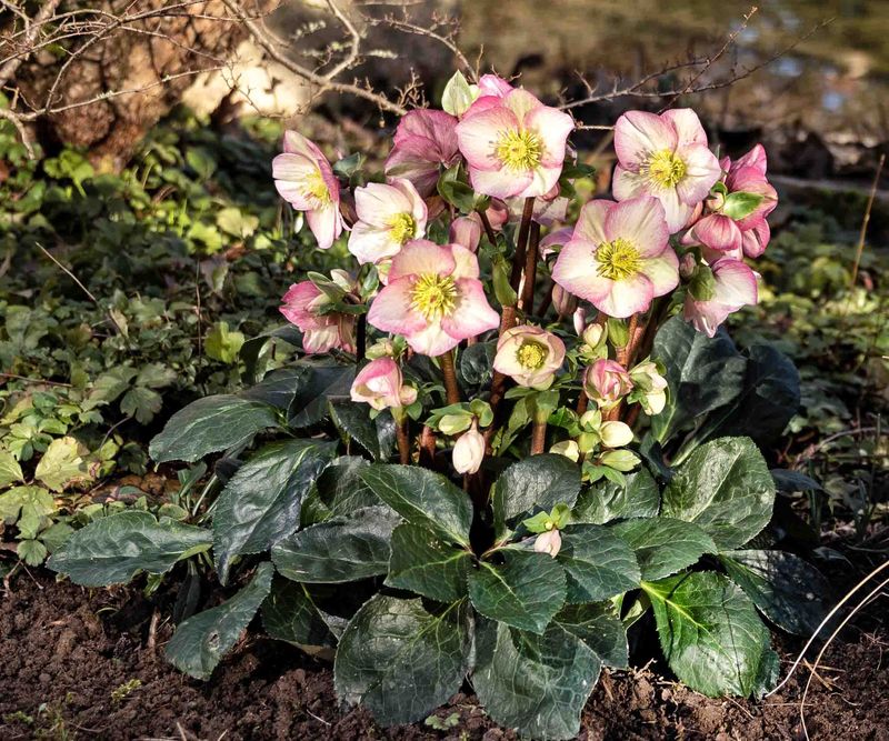 From pot to ground – planting hellebores outside