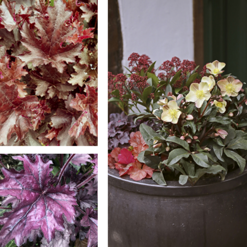 Le piante ornamentali a fogliame e gli ellebori possono essere ben combinati tra loro sia in vaso che in giardino. Inoltre, grazie alle fioriture invernali, portano una nota di colore nella stagione più buia dell’anno.