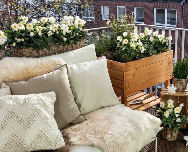 Boho-style balcony with Christmas Roses