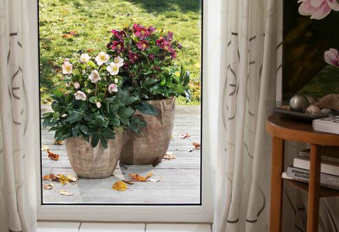 Blick aus dem Terrassenfenster: Ice N Roses Red und Picotee in Terracottatöpfen auf der Terrasse im Dezember.