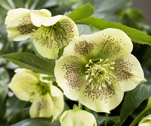 Yellow flowers with red freckles – compact Lenten Rose Sophie is ideal for container plantings