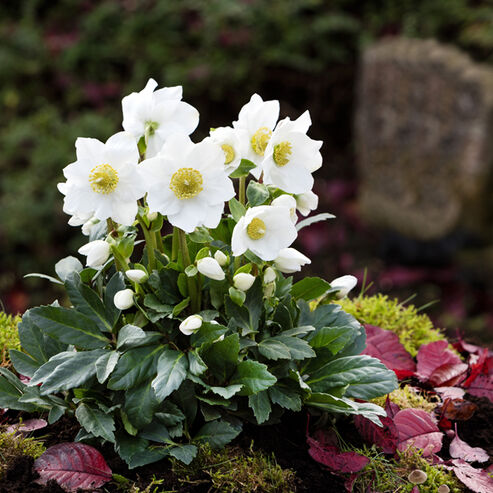 Christrose Jonas frisch gepflanzt