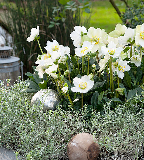Christrose WinterSun mit Stacheldrahltstrauch in einer großen Betonschale auf der Terrasse.