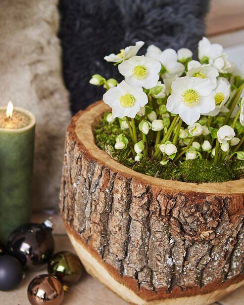 Christmas Rose in a wooden planter topped with moss