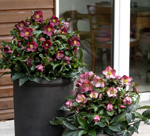 Snow Rose Ice N Roses Red and Rose in tall anthracite earthenware planters are fascinating eye catchers on any terrace with flowers that virtually look you right in the eye
