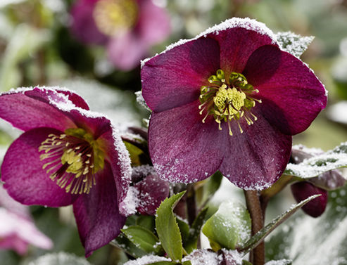 De donkerrode bloemen van de winterroos Ice N Roses Red in lichte sneeuw