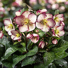 HGC® Ice&nbsp;N'&nbsp;Roses®<br>Macy&nbsp;Marble