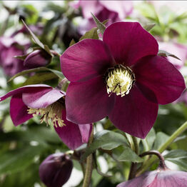 HGC® Spring&nbsp;Promise®<br>John&nbsp;Hopkins
