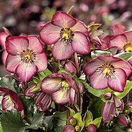 HGC® Ice&nbsp;N'&nbsp;Roses®<br>Wild Berry
