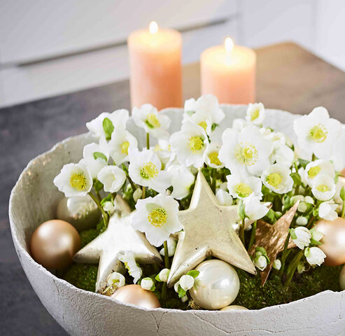 Christrose weihnachtlich dekoriert für den Wohnraum mit Christbaumkugeln und Sternen in einer Tonschale