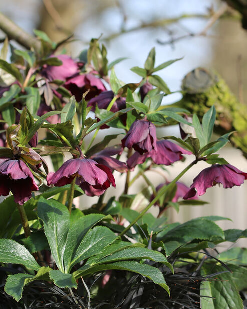 Spring Promise Lenzrose im Januar im Garten