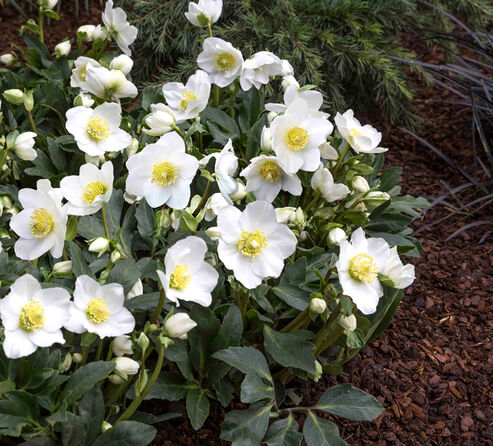 Christrose Wintergold in der Gruppe gepflanzt zwischen Nadelgehölzen und Schlagenbart