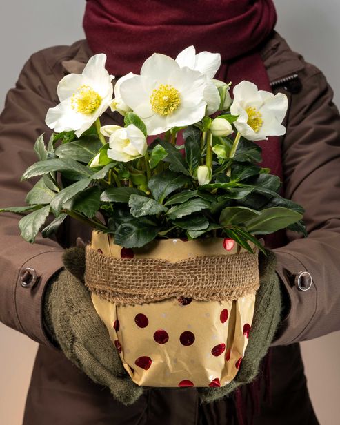 The Christmas Rose is a wonderful gift during Advent.
