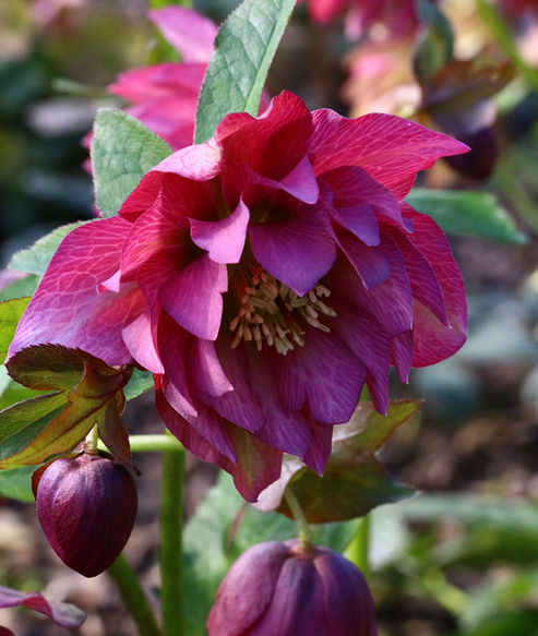 Lenten Rose Frilly Isabelle unfolds its large, rose double flowers in the garden at the end of January