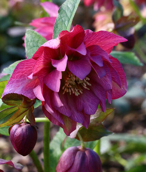 Lenten Rose Frilly Isabelle unfolds its large, rose double flowers in the garden at the end of January