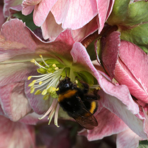Hellebore flowers are non-specialised and can be pollinated by a large variety of insect pollinators.