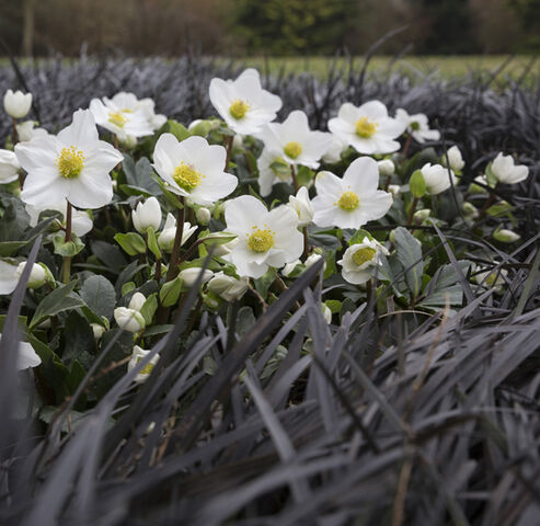 Christrose blüht schneeweiß zwischen Schlangenbart (Ophiopogon) im Garten