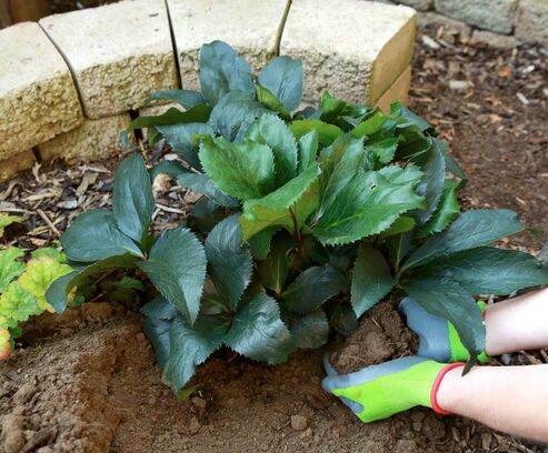 Saisonstart-Helleborus: Jetzt pflanzen und Winterblüte genießen!