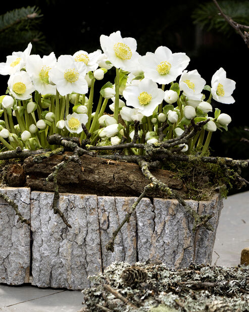 Christmas Rose in a wooden box decorated with grey bark and twigs