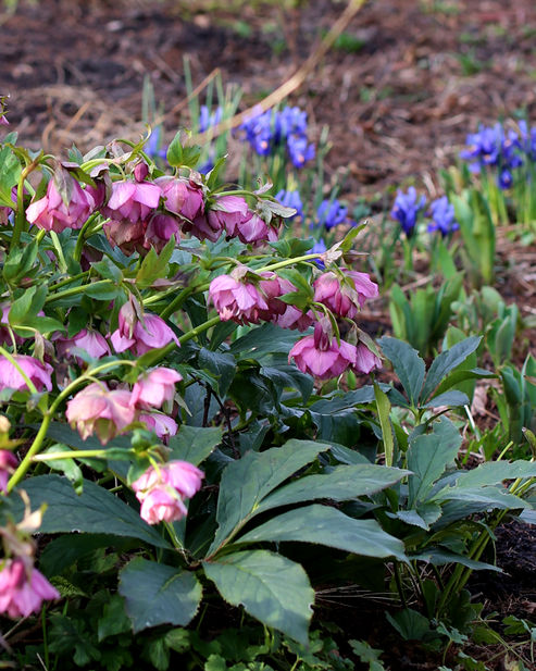 Die rosafarbenen gefüllten Blüten von der Lenzrose Elly harmonieren wunderbar mit den blauen Irisblüten.