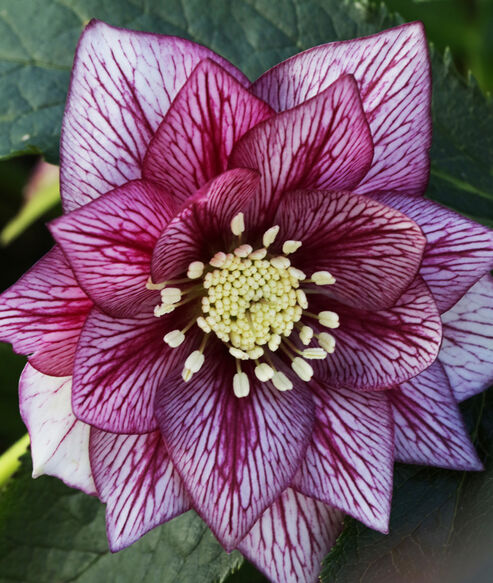 Lenten Rose Lily is very vigorous and should be given adequate space in the garden to avoid crowding