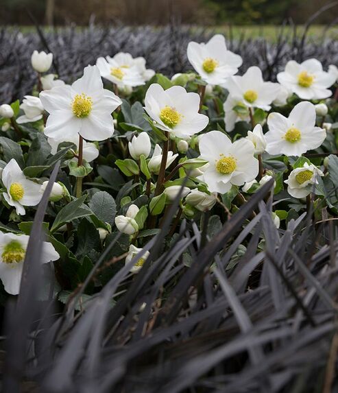 Christrose Jubelio blüht schneeweiß zwischen Schlangenbart (Ophiopogon) im Garten
