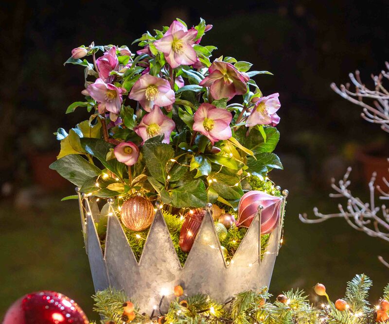 Festively decorated crown with Ice N' Roses