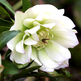 HGC® Spring&nbsp;Promise® Grace