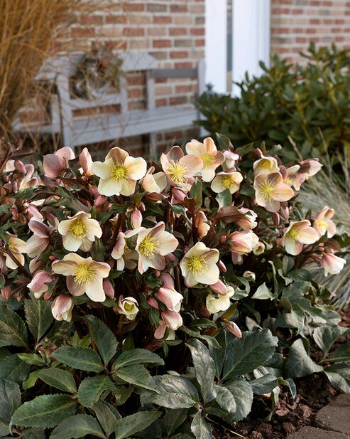 Schneerose Camelot mit Gräsern und Rhododendron im Beet am Hauseingang