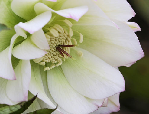 Lenten Rose Grace has large, white double flowers whose tips can take on a delicate rose tinge at higher temperatures