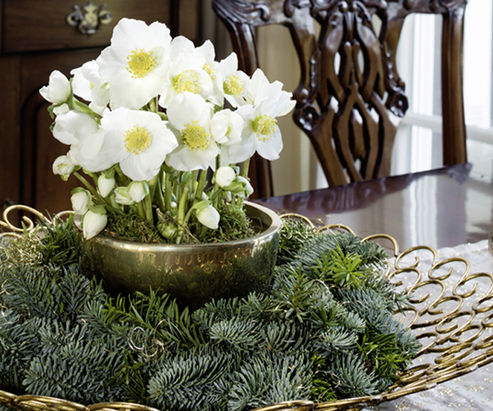Christmas Rose White Christmas in a golden bowl on a fir wreath placed on a decorative plate