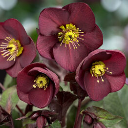 HGC® Ice&nbsp;N'&nbsp;Roses®<br>Merlot