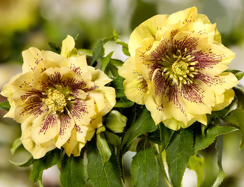 Compact Lenten Rose Abby is also ideal for plantings in window boxes and containers
