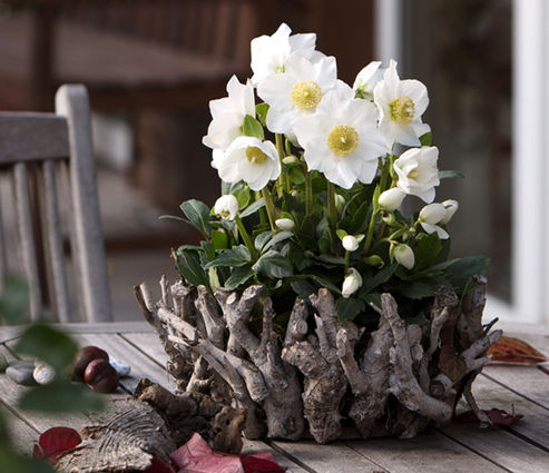 Rose de Noël Jonas dans un contenant fait de branchages, une décoration hivernale sur la table de la terrasse