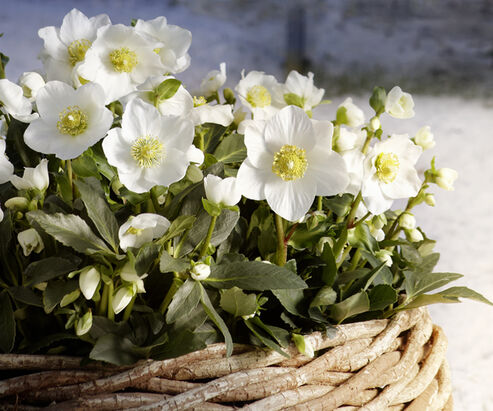 Christrose Wintergold im Flechtkorb im Schnee