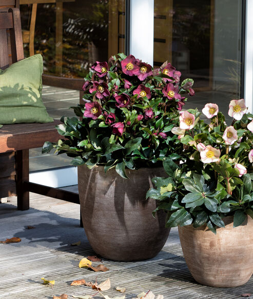Snow Roses Ice N Roses Picotee and Red placed on a wooden bench on the terrace make you want to sit there forever