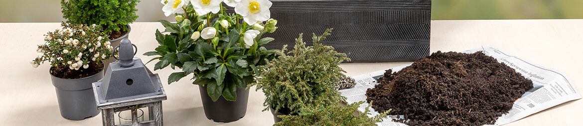 Fill the window box about 3/4 with soil – we chose a close-grained concrete box in trendy grey.