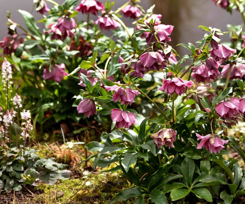 Farbenfroher Frühlingsgarten