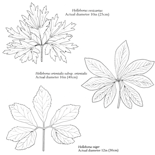 Botanik
