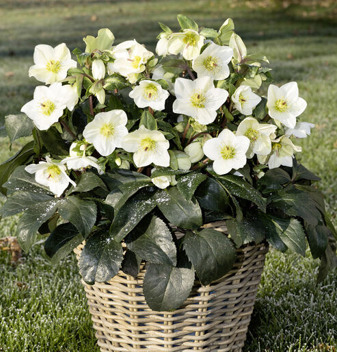 Snow Rose Ice N Roses White in a wicker basket