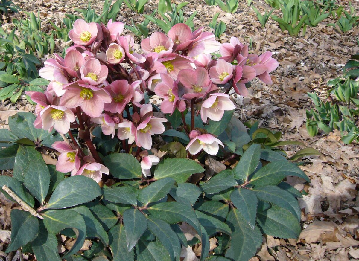 5 Tipps fr schne Schneerosen - Helleborus