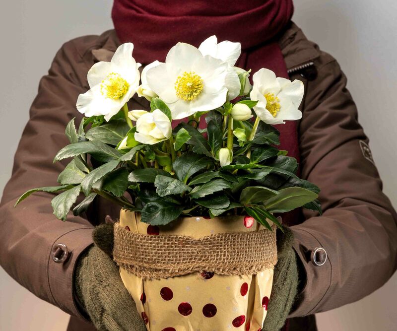 Christmas Roses in a pot