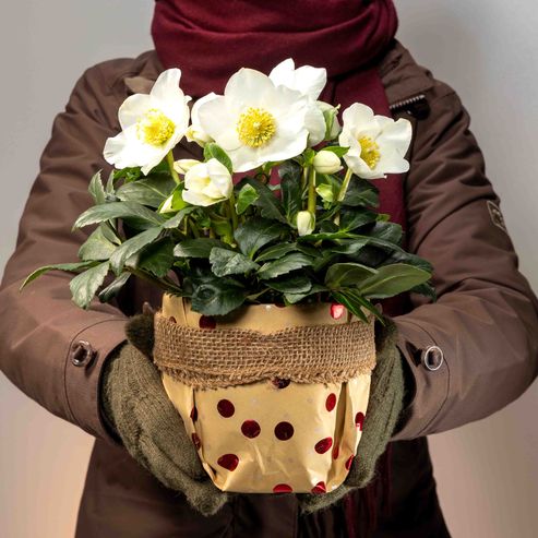 Giving Christmas Roses in a pot – a seasonal classic