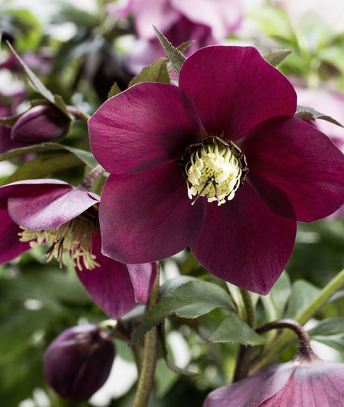 Lenten Rose John Hopkins produces its deep red flowers from the beginning of February into late spring