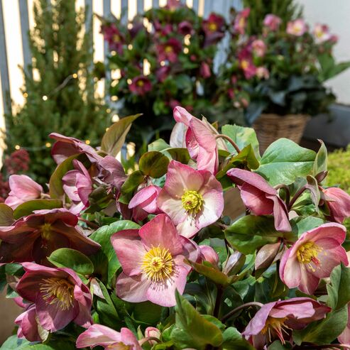 De robustes fleurs d’hiver pour le balcon
