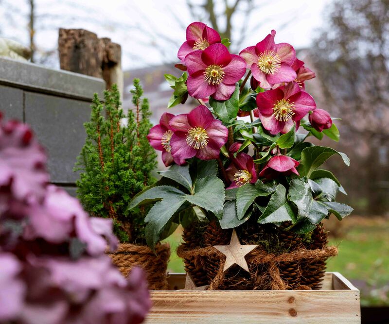 Creative planters for Snow Roses