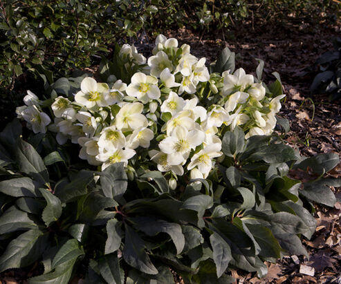 Schneerose Ice Breaker Max im Garten im Januar